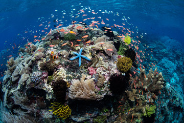 Naklejka na ściany i meble Vibrant Coral Reef Near Alor, Indonesia