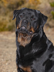 head and shoulders portrait of a beautiful sweet champion rottweiler bitch