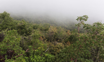 Obraz premium a rainy day in the carmel mountains in Northern Israel