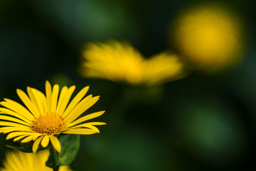Gelbe Blumen vor grün