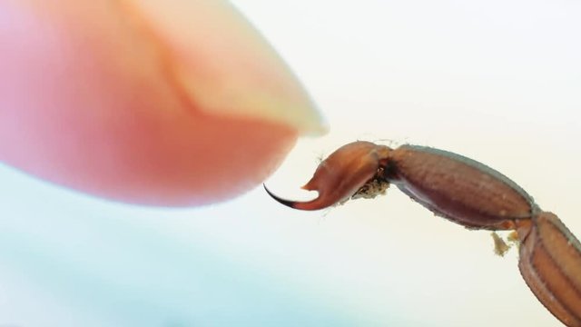 Detail of finger touching the  sting of a scorpion. 4k