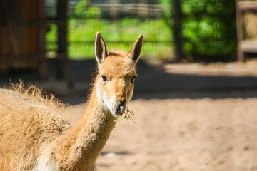 Young lama eating hay in zoological garden