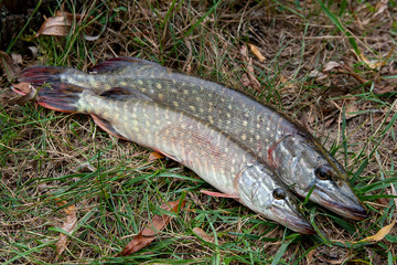 Close up view of freshwater pike fish lies on green grass..