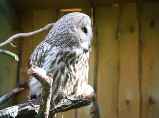 Great Grey Owl, tawny vulture, Strix nebulosa.