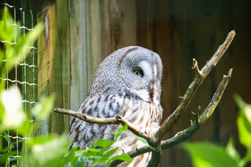 Great Grey Owl, tawny vulture, Strix nebulosa.