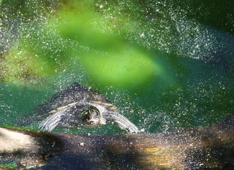 Water turtle swimming in a water
