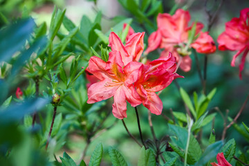 Bright spring bush flowers in sunlight close up. Foliage nature green background.