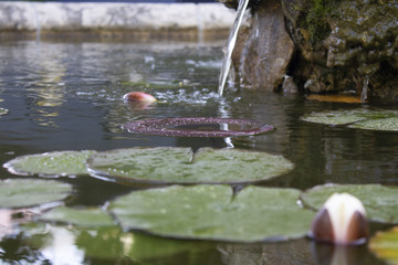 Small lake with floating leaves of lotus flower