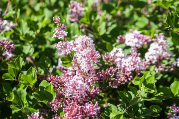 Lilac or Syringa vulgaris in garden