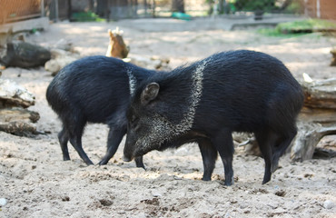 Little black pigs running on the sand in zoo.
