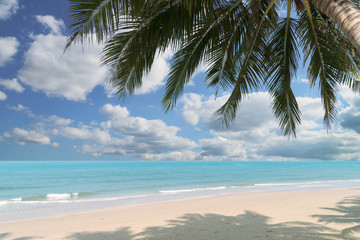 Fototapeta na wymiar Beautiful tropical beach with coconut palm at summer time