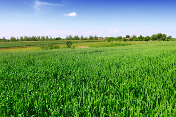 Fototapeta premium green wheat field