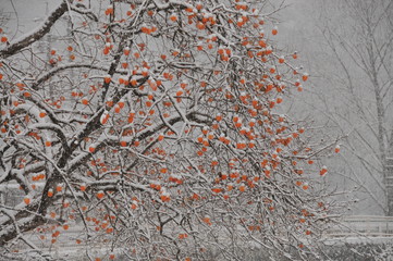 長野市信州新町の蜂屋柿（はちやがき）