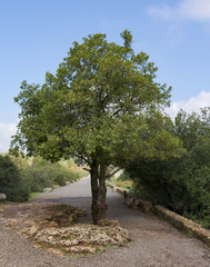 mount tabor oak tree located on the trail to Banyas Falls in the Golan Heights