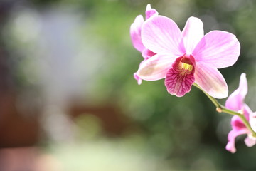 Close up transparency pink orchid flower and white bokeh on green background