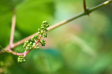 Vine sprout with young bunch of grapes. Close up of young clusters of grapes. Lots of copy space for text.