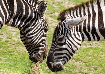 Fototapeta na wymiar Two zebras eating together