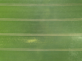 Aerial view of curved path through agricultural field in Switzerland on a warm summer day