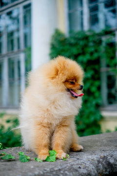 dog pomeranian spitz smiling watch the evening sun at the park's nature.