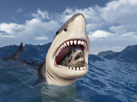 Weißer Hai mit Beute im Maul in stürmischer See