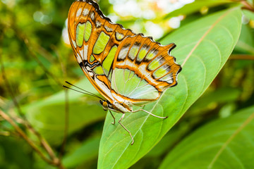 Malachite butterfly (lat. Siproeta Stelenes)