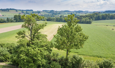 Fototapeta na wymiar Aerial view of forest in rural landscape in Switzerland on a warm summer day