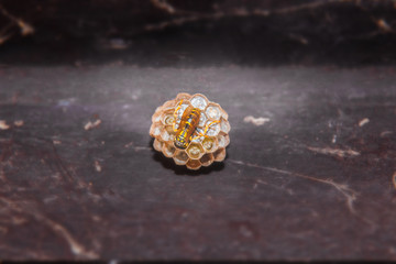 Nido di vespe con vespa che deposita larve