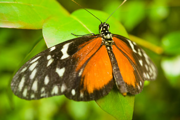 Fototapeta na wymiar Tiger longwing butterfly (Heliconius Hecale)