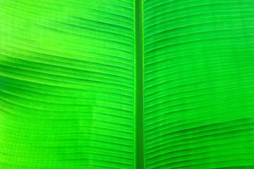 Green leaf banana close-up. Background, texture of a plant leaf
