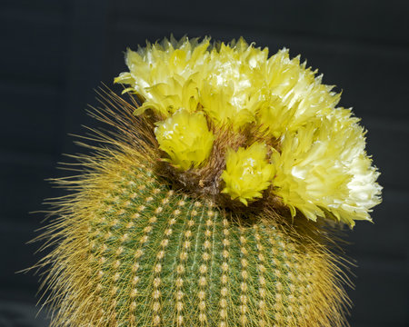 unusual and beautiful yellow flowering ball cactus Parodia leninghausii in full bloom