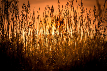 Summer evening landscape, nature background concept, soft focus, warm tones.