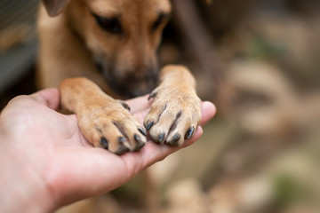 Close up Men's hand is holding on to the dog's feet. © ananaline