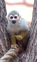 Fototapeta premium little exotic monkey