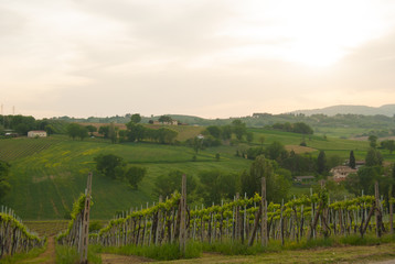 Agricultural fields with rows of wine vines