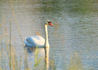 Swan on the lake