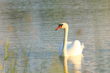 Swan on the lake