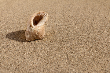 Fototapeta na wymiar Tubular shell on sand
