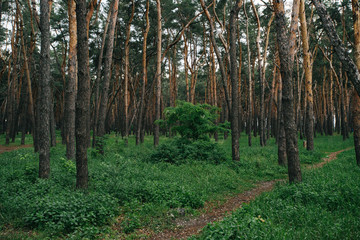 Fototapeta premium Environmental protection. Wild life. Woods pine tree landscape on summer day