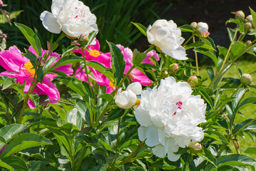 
pink peony grows on a flower bed