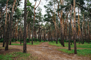 Environmental protection. Wild life. Woods pine tree landscape on summer day