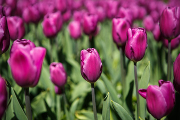 Beautiful flower garden with colorful blooming flowers