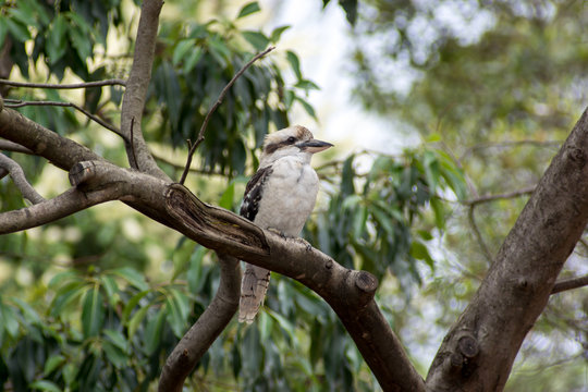 Kookaburra sitting in a tree in Sydney, Australia.