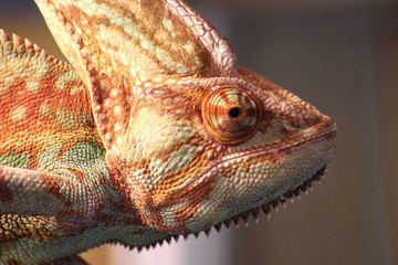 Reptile chameleons and acres