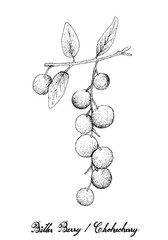 Hand Drawn of Bitter Berries or Chokecherries