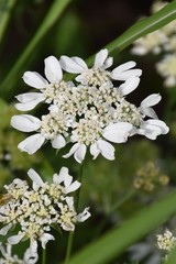 White laceflower