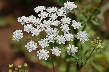 White laceflower