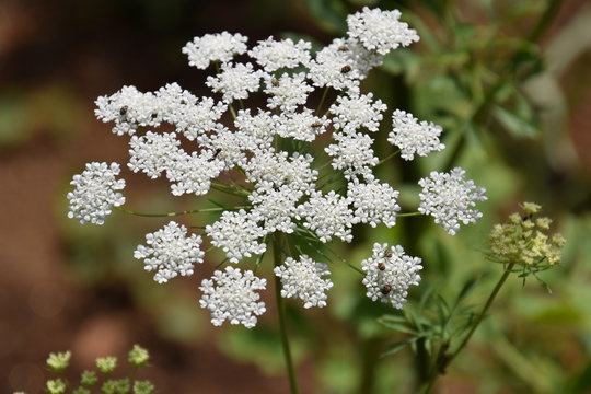 Fototapeta White laceflower