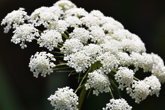 Fototapeta White laceflower