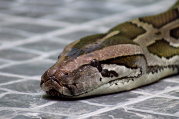 tiger python in the zoo