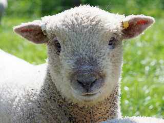Lamb Headshot